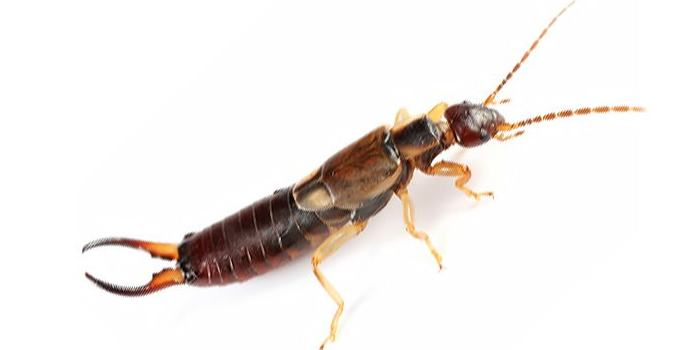 Earwig Lice Westchester NY Pest Control Exterminator