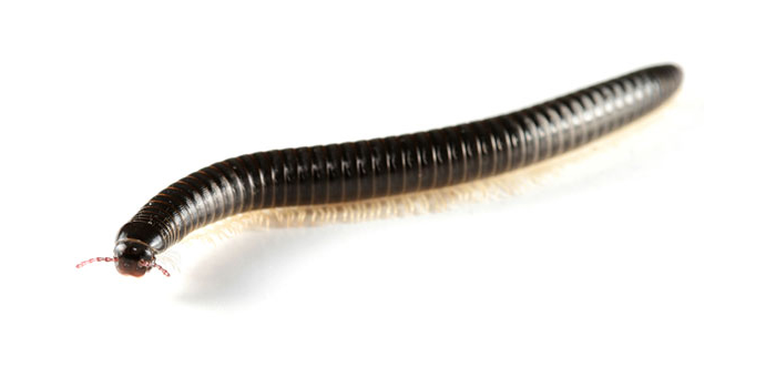 Worms Flies Westchester NY Pest Control Exterminator